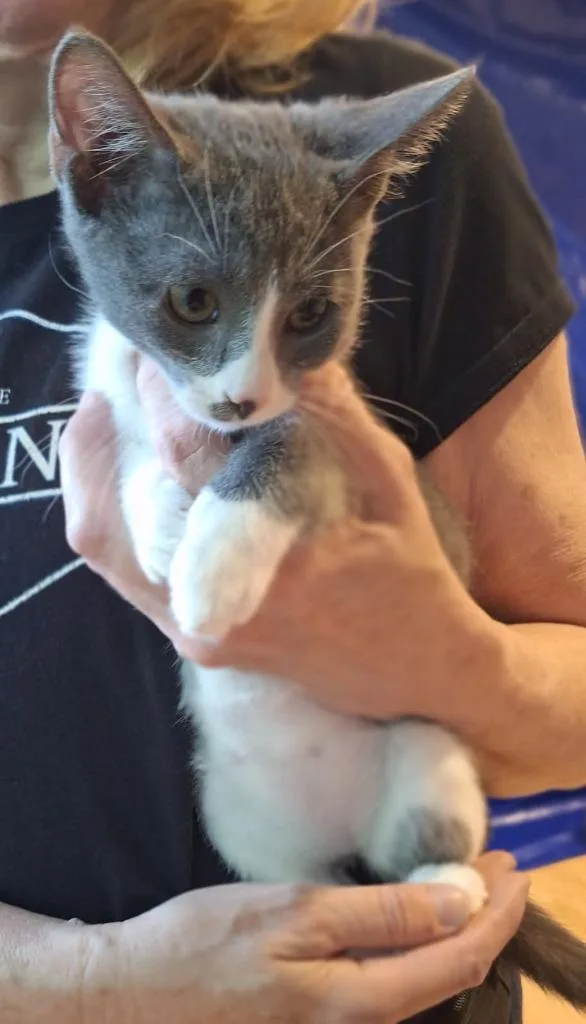 A baby small-sized female Domestic Short Hair cat named Phoebe for adoption in Ballwin, MO