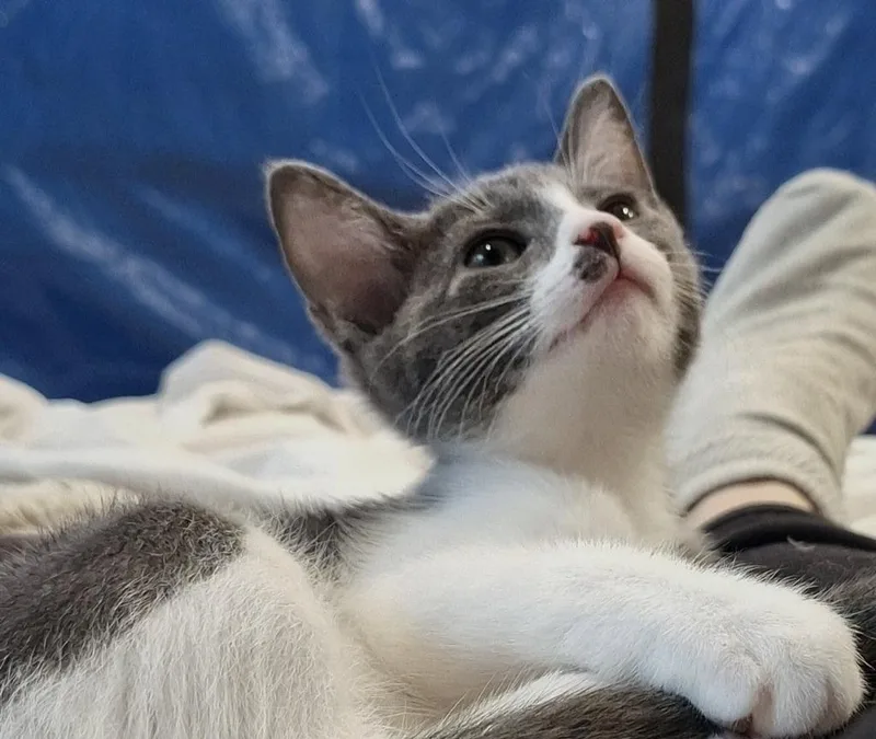Phoebe thumbnail 2