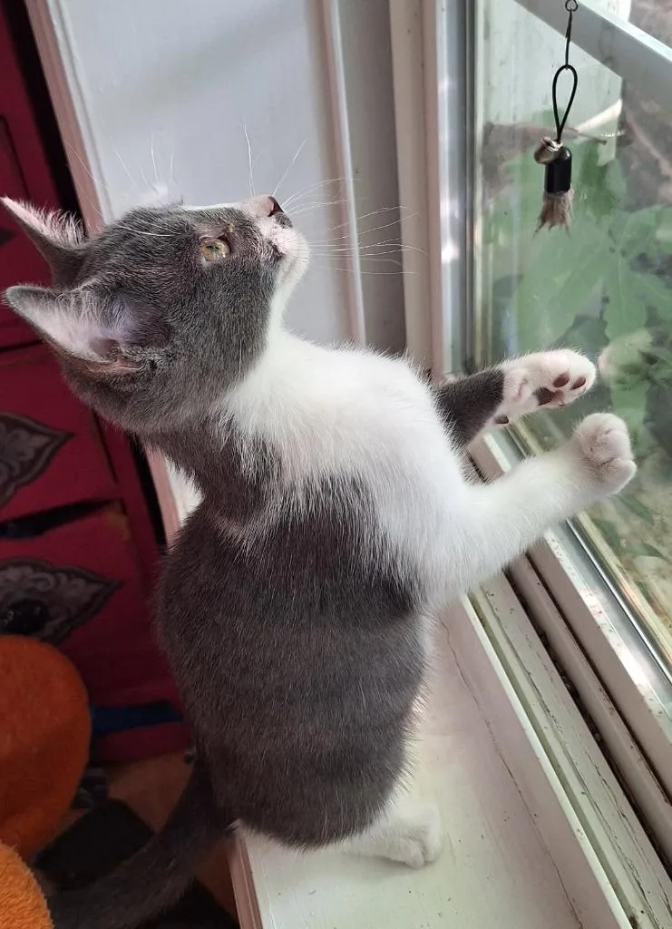 Phoebe thumbnail 5