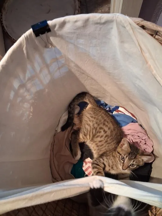 A baby small-sized male Domestic Short Hair cat named Bear Claw for adoption in San Antonio, TX