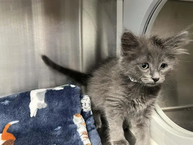 A baby small-sized male Domestic Short Hair cat named Honeycomb for adoption in Tustin, CA