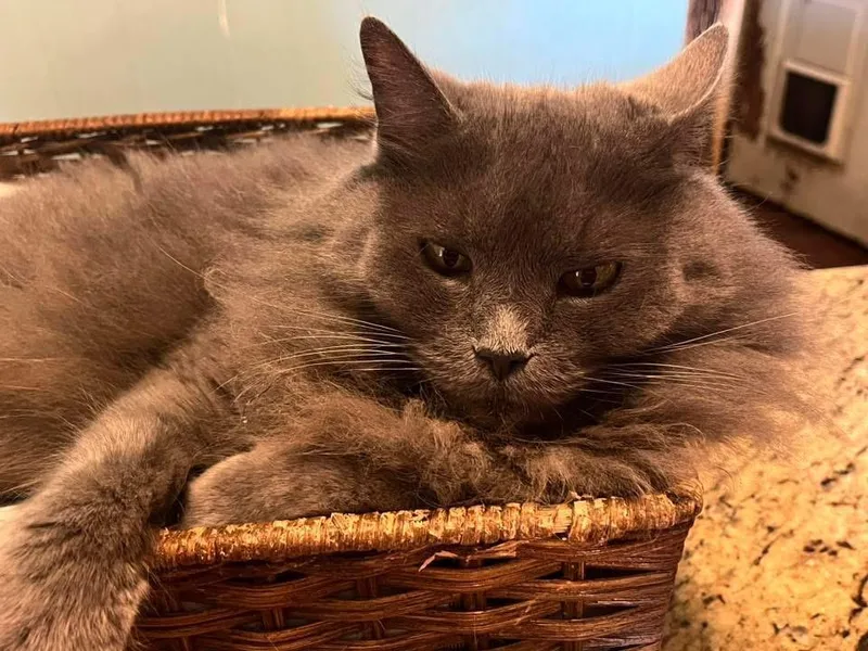 Cinderella thumbnail 2