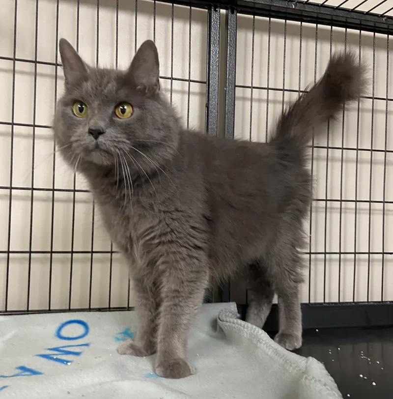 Cinderella thumbnail 3