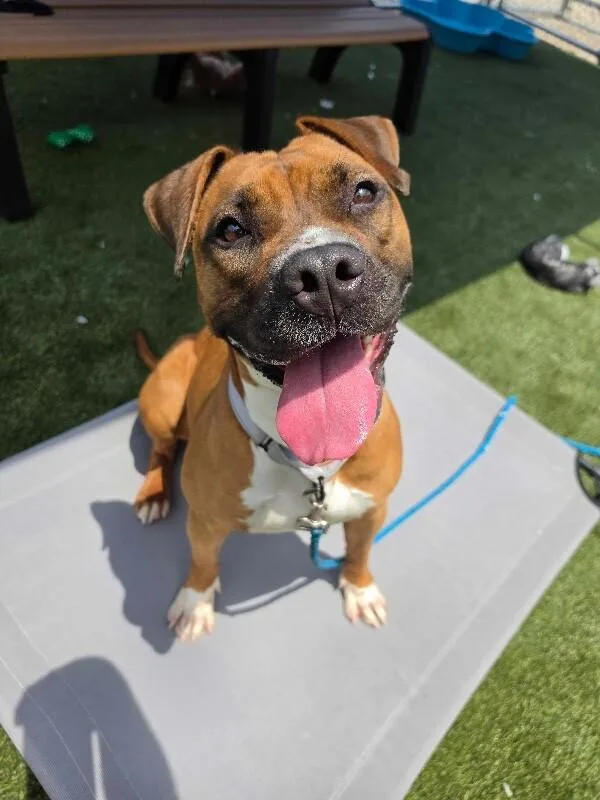 An adult large-sized female Brown / Chocolate Mixed Breed dog named Cinnamon for adoption in Cincinnati, OH