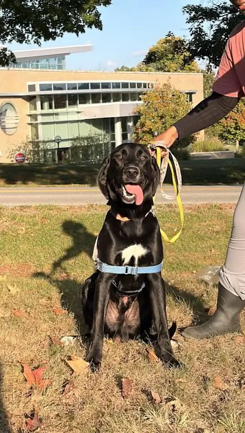 A young large-sized male Black Labrador Retriever dog named Blackjack for adoption in Monterey, VA