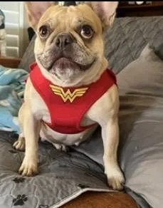 A young small-sized female Apricot / Beige French Bulldog dog named Winnie for adoption in Weatherford, TX