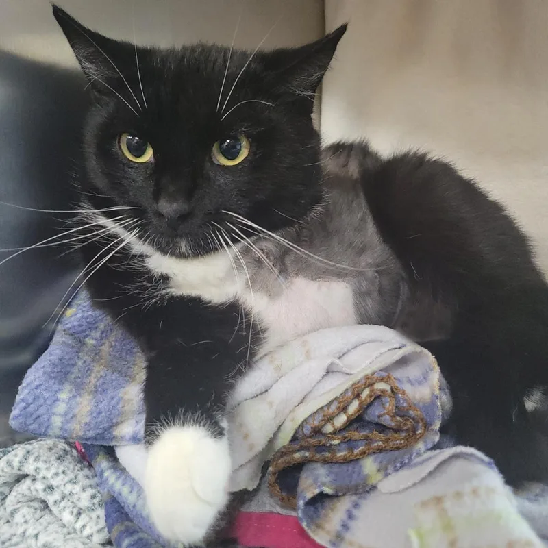 An adult medium-sized female Black Domestic Short Hair cat named Squeakers for adoption in Plover, WI