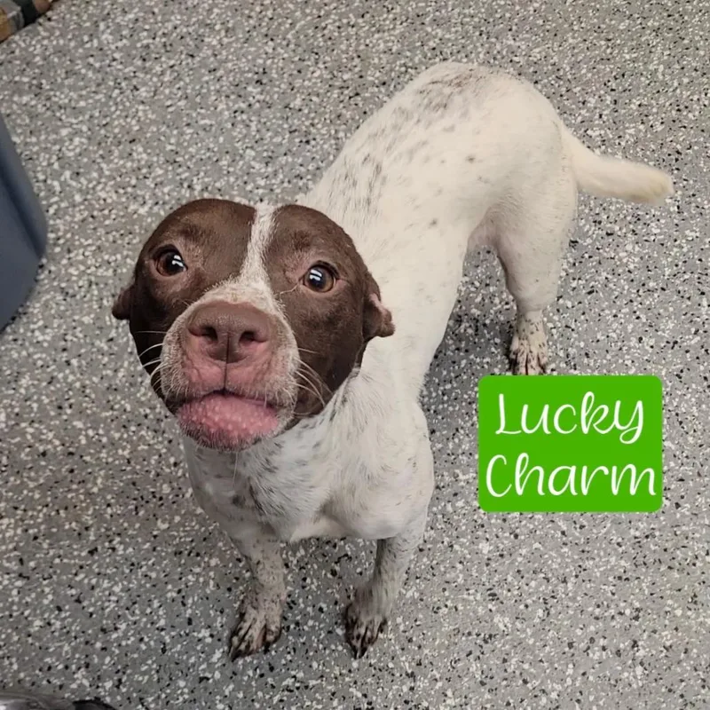 A young medium-sized female White / Cream Pointer dog named Lucky Charm for adoption in Parkersburg, WV