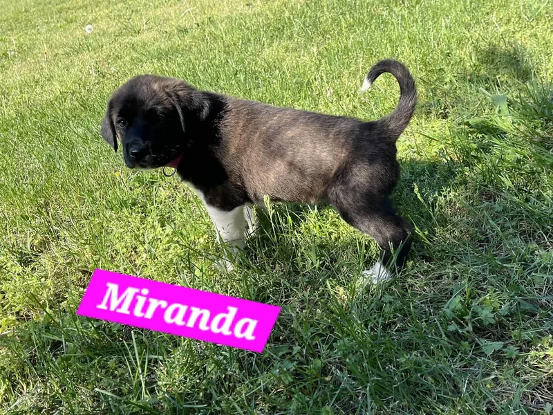 Miranda Enchanted thumbnail 2