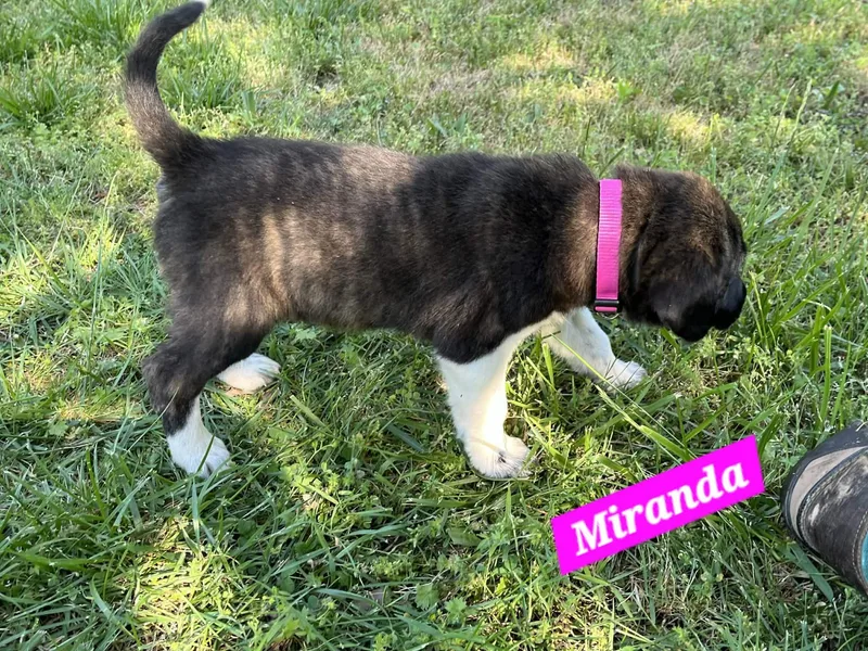 Miranda Enchanted thumbnail 3