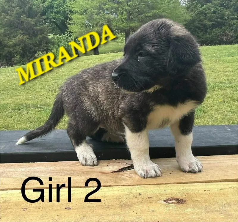 Miranda Enchanted thumbnail 4