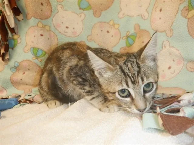 A baby small-sized female Domestic Short Hair cat named Patty for adoption in San Jose, CA