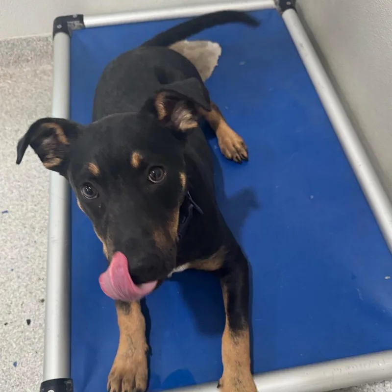 A young medium-sized male Black Doberman Pinscher dog named Hugo for adoption in Pineville, MO