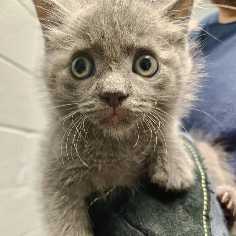 A baby small-sized female Gray / Blue / Silver Domestic Short Hair cat named Rosemary for adoption in Allentown, PA