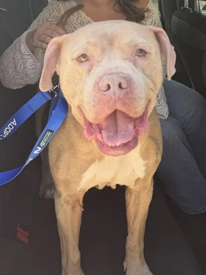 A senior large-sized male Yellow / Tan / Blond / Fawn Pit Bull Terrier dog named Doc Hudson for adoption in Kansas City, MO