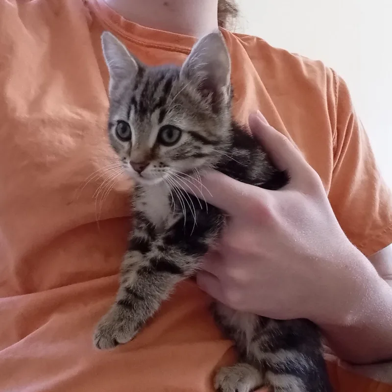 A baby medium-sized male Tabby cat named Scrappy for adoption in Columbia, SC