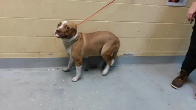 An adult large-sized female Pit Bull Terrier dog named Toast for adoption in Tulsa, OK