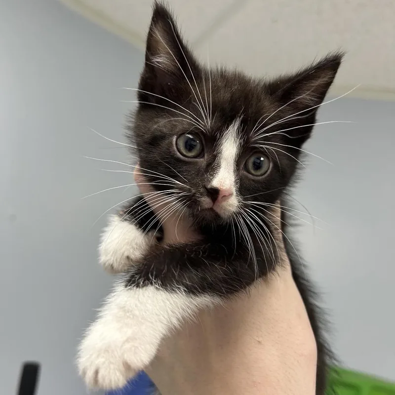 A baby small-sized male Black Domestic Short Hair cat named Dean for adoption in Indianapolis, IN