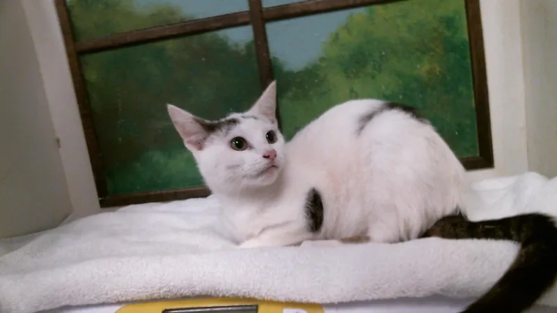 A baby small-sized female Domestic Short Hair cat named Flebebe for adoption in Houston, TX
