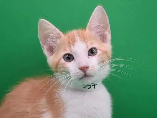A baby small-sized male Domestic Short Hair cat named Minter for adoption in Portland, OR