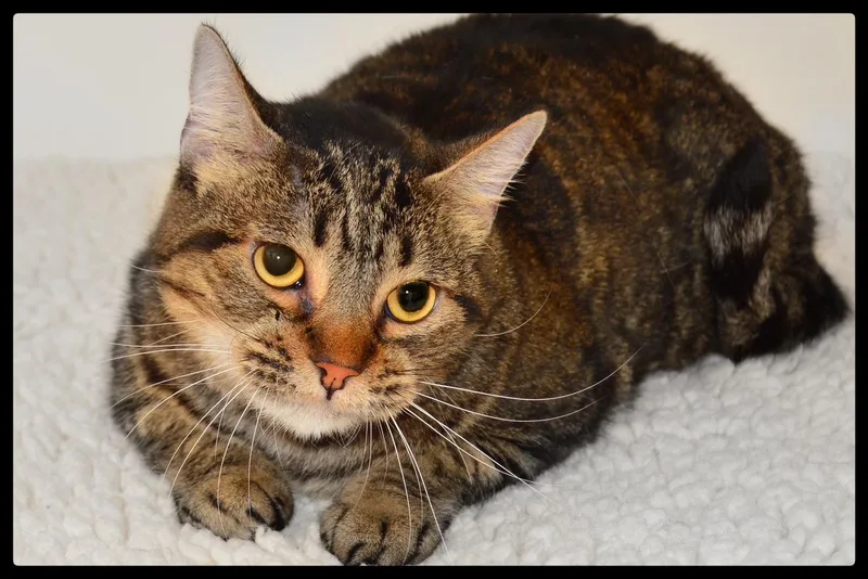 An adult small-sized female Domestic Short Hair cat named Anne A for adoption in San Andreas, CA