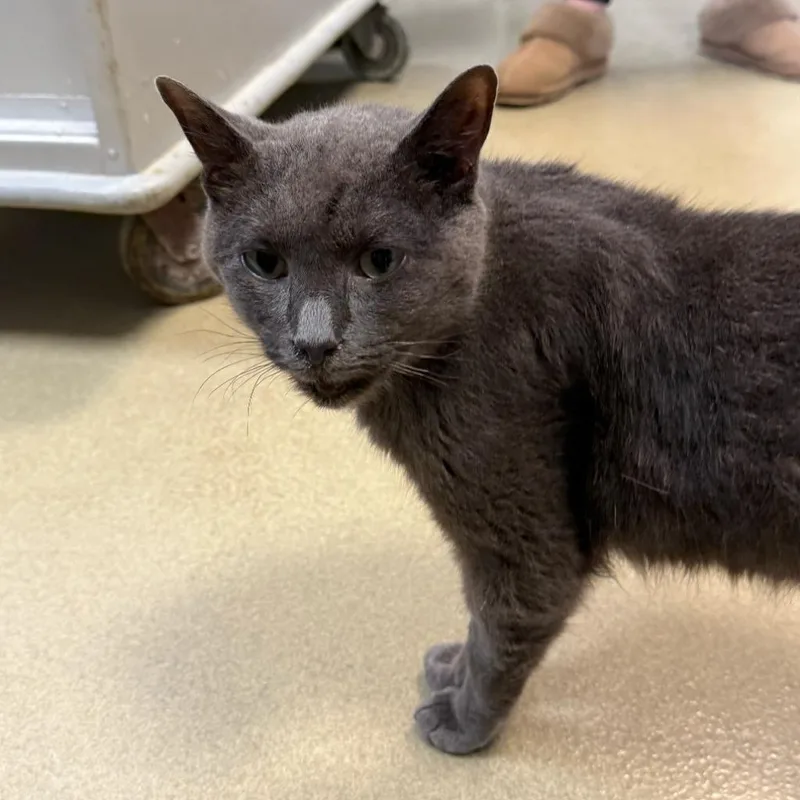 An adult medium-sized male Domestic Short Hair cat named Ashton for adoption in South Bend, IN