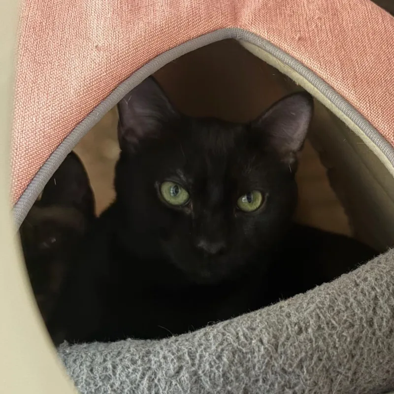 Brooklyn thumbnail 2