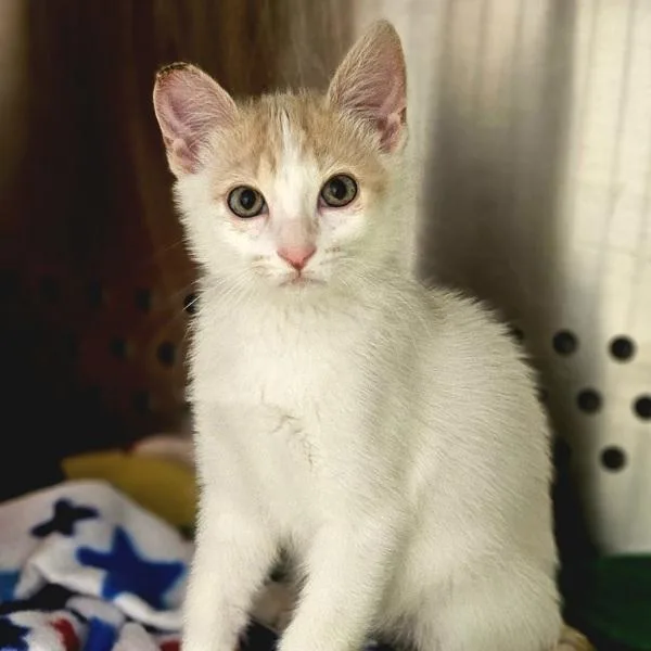 A baby small-sized male Domestic Short Hair cat named Jalapeno for adoption in Oakland, CA