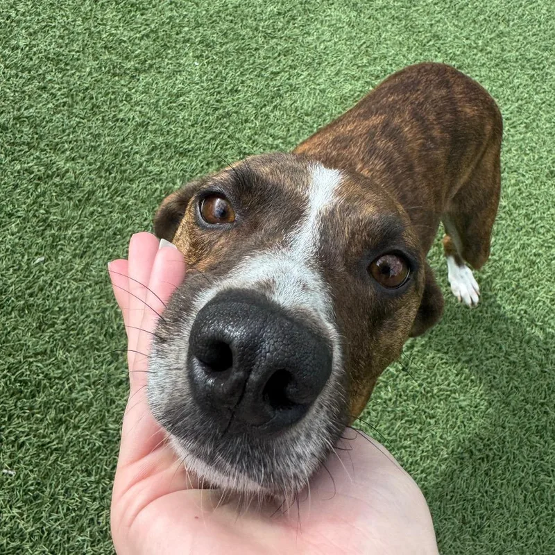 A young medium-sized female Brindle Pointer dog named Pippi for adoption in Buellton, CA