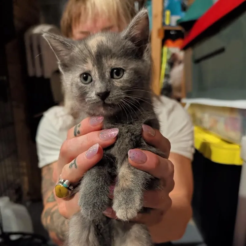 A baby small-sized female Tortoiseshell Domestic Short Hair cat named Misty for adoption in Southington, OH