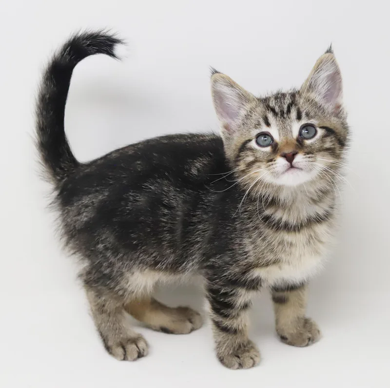 A baby small-sized male Tabby (Brown / Chocolate) Tabby cat named Sir Phillip Noble for adoption in Bedford Hills, NY