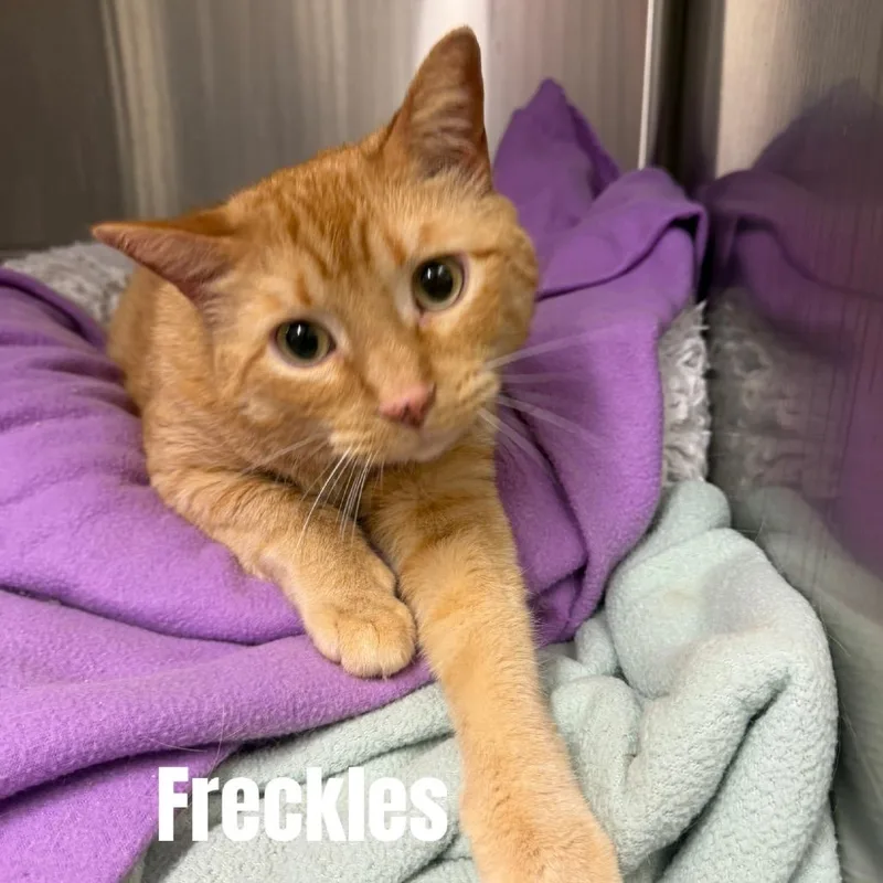 An adult medium-sized male Orange / Red Domestic Short Hair cat named Freckles Meet me at for adoption in Buffalo, MN