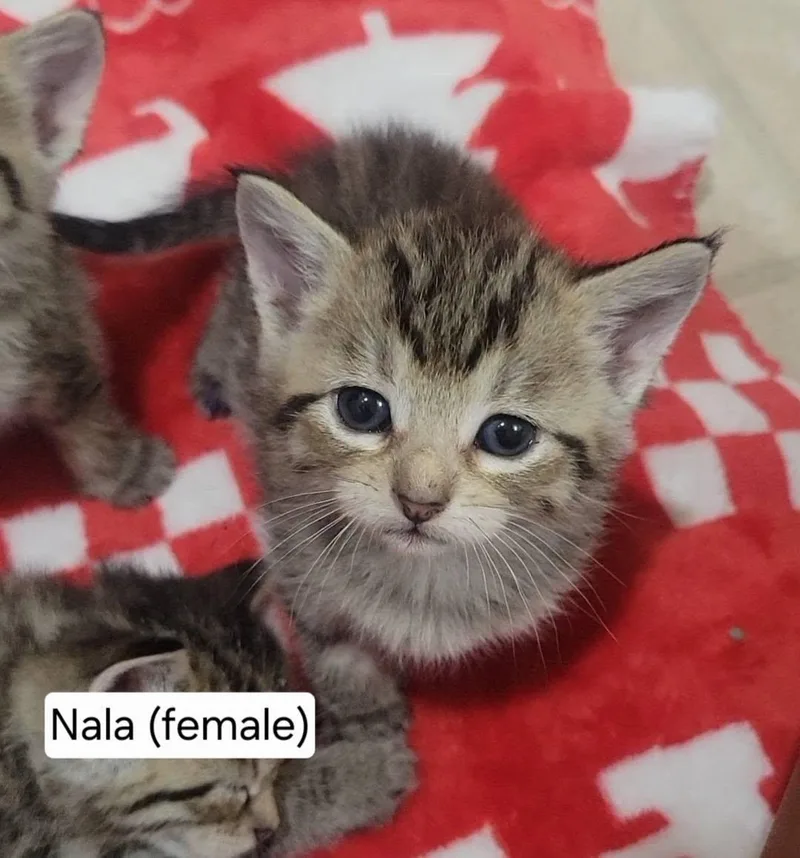 A baby medium-sized female Tabby (Brown / Chocolate) Tabby cat named Nala for adoption in Omaha, NE