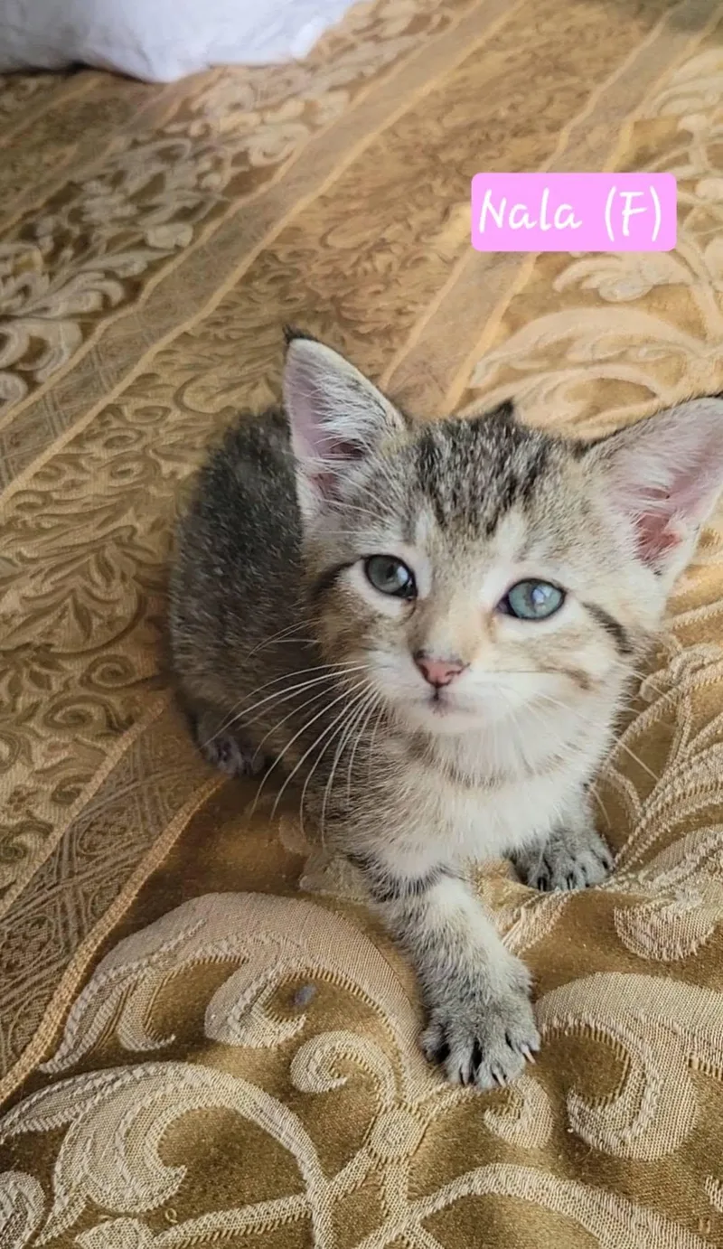 Nala thumbnail 2