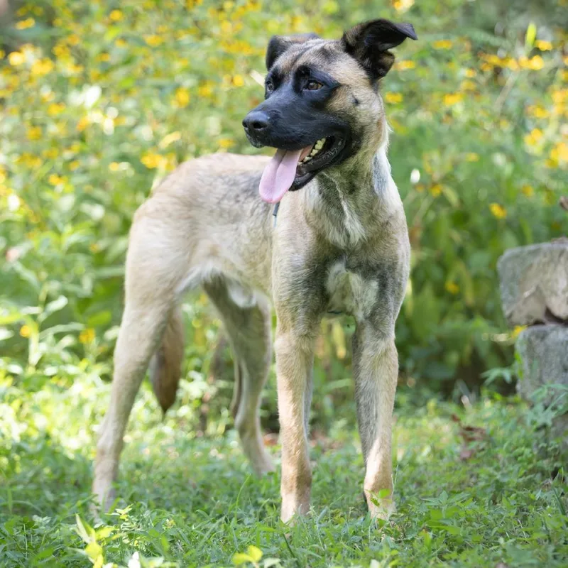 Aldo