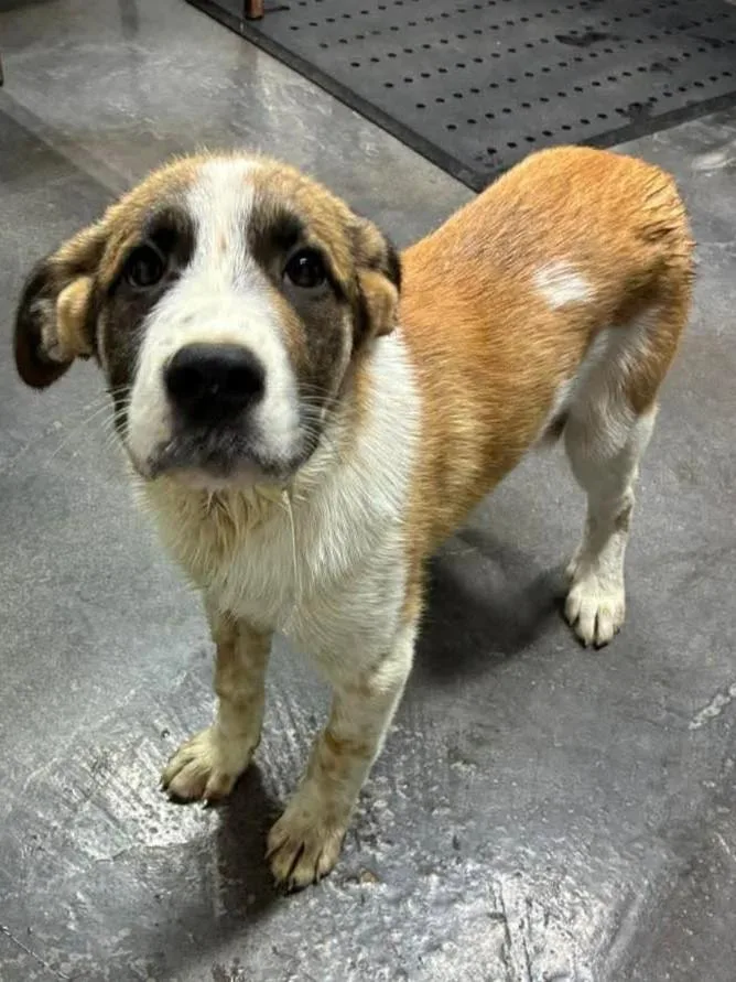 A young medium-sized male German Shepherd Dog dog named Silas for adoption in Munfordville, KY