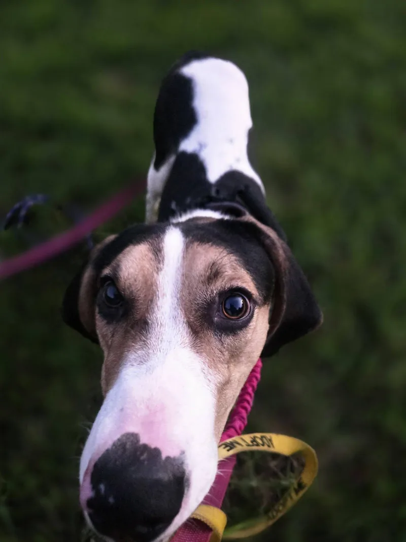 A young medium-sized male Treeing Walker Coonhound dog named Bo for adoption in Sweetwater, TN