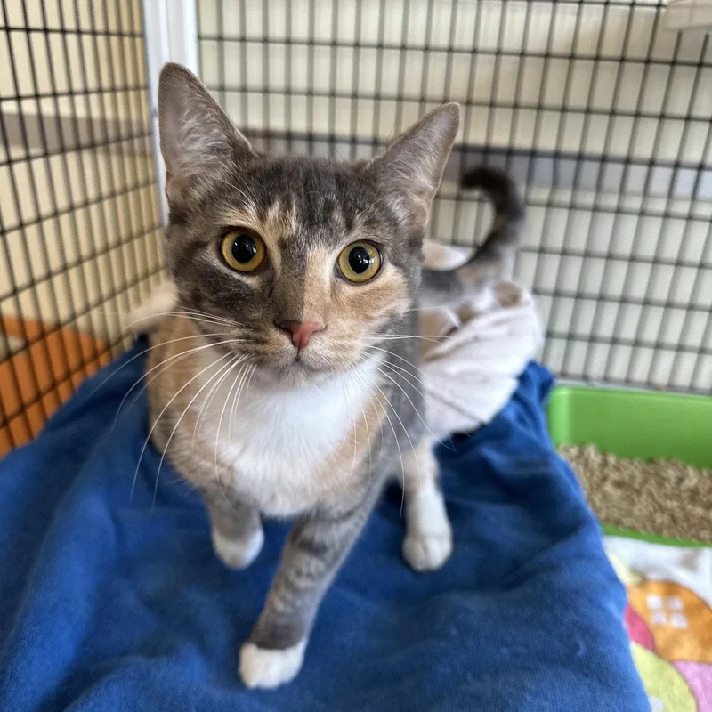 An adult large-sized female Domestic Short Hair cat named Layla for adoption in Burlingame, CA