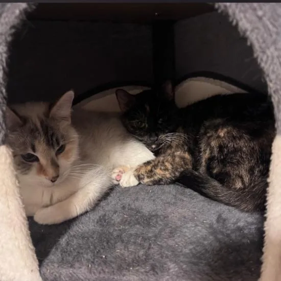 An adult small-sized female White Domestic Short Hair cat named Lilly for adoption in Layton, UT