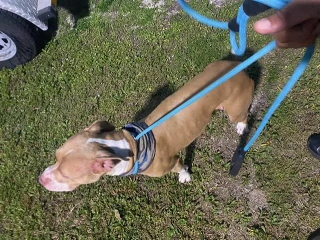 An adult large-sized female Mixed Breed dog named Nala for adoption in Palmetto, FL