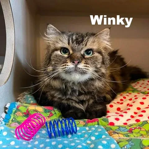 Winky