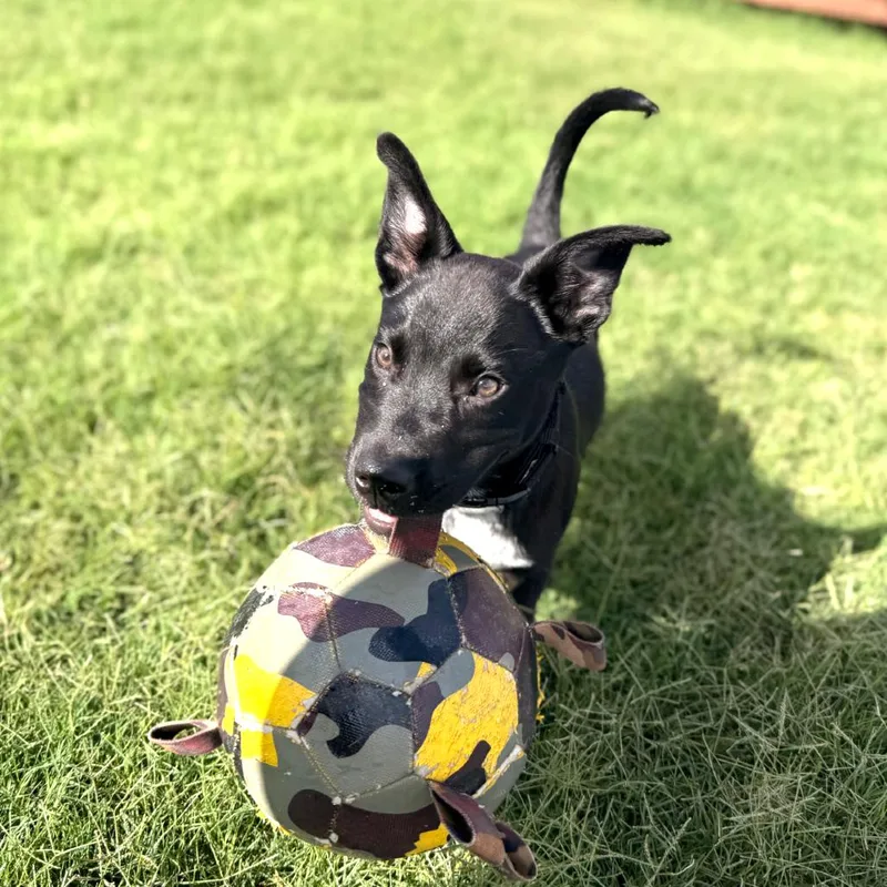 A baby medium-sized male Black Australian Cattle Dog / Blue Heeler dog named Timber for adoption in Kansas City, MO