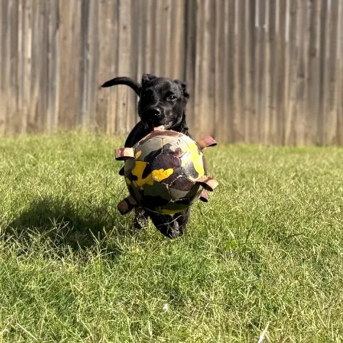 Timber thumbnail 3