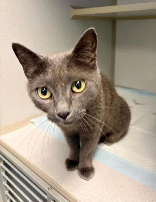 A young medium-sized female Gray / Blue / Silver Domestic Short Hair cat named Bunny for adoption in Winter Haven, FL