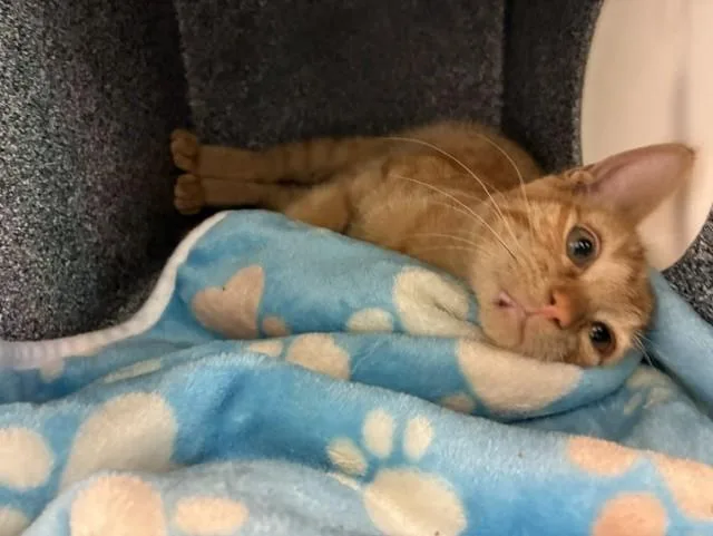 A baby small-sized male Domestic Short Hair cat named Panino for adoption in Colorado Springs, CO