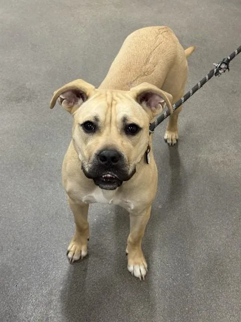 A young medium-sized female Boxer dog named Cotton for adoption in Upper Marlboro, MD