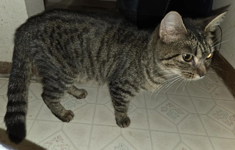 An adult medium-sized female Brown / Chocolate Domestic Short Hair cat named Salted Caramel for adoption in Fort Collins, CO