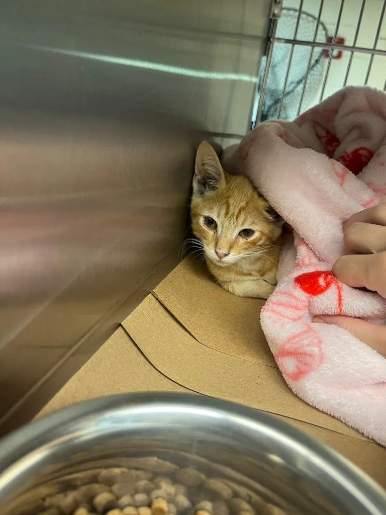 A baby large-sized male Tabby cat named Ruck for adoption in Nacogdoches, TX