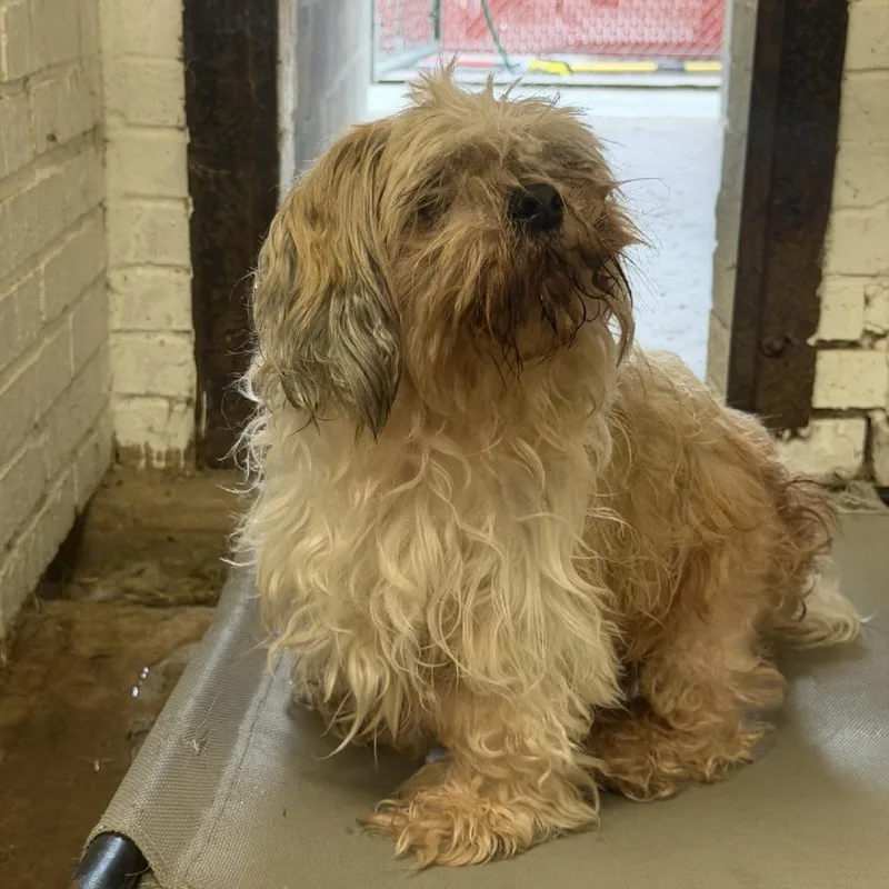 A baby small-sized male Yellow / Tan / Blond / Fawn Shih Tzu dog named Shaggy for adoption in Bellaire, TX