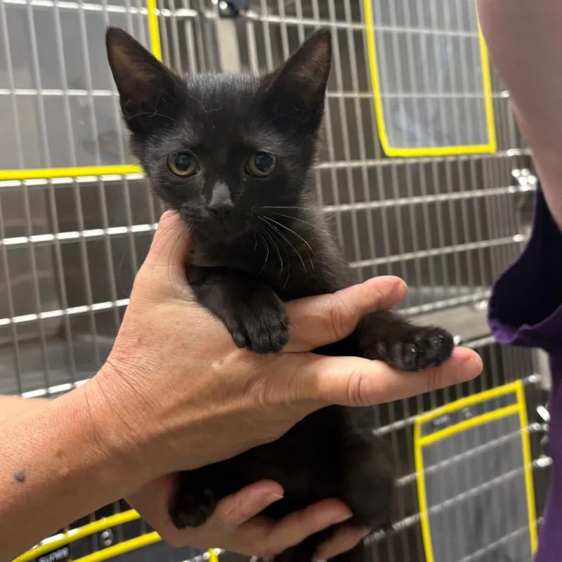 A baby small-sized male Black Domestic Short Hair cat named Sneezy for adoption in Morganton, NC